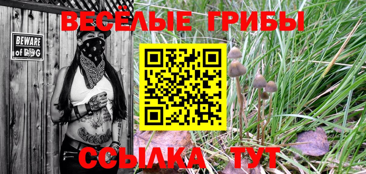 Псилоцибиновые грибы Cubensis Фролово